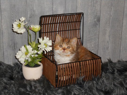 Kattenfokker, Fokker katten, Fokker kittens, Pers, Selkirk rex in Buggenhout, Oost-Vlaanderen